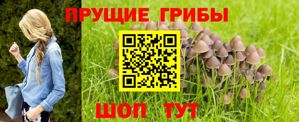 Псилоцибиновые грибы прущие грибы Кингисепп